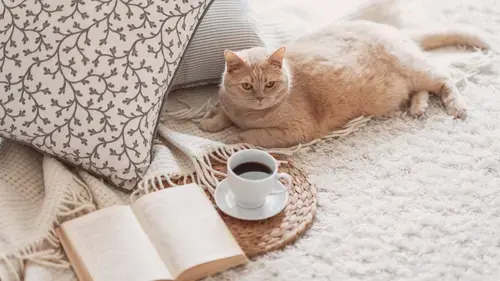 10 Cara Menghilangkan Bulu Kucing di Karpet yang Mengganggu