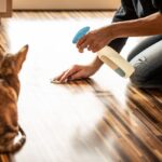 10 Cara Menghilangkan Bulu Kucing di Karpet yang Mengganggu